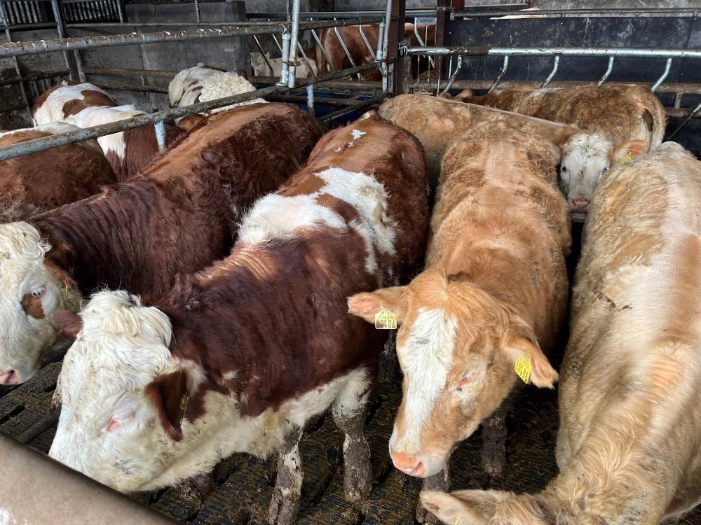 Yearling heifers on slats