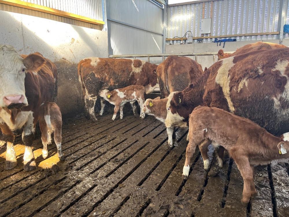Cows with calves at foot