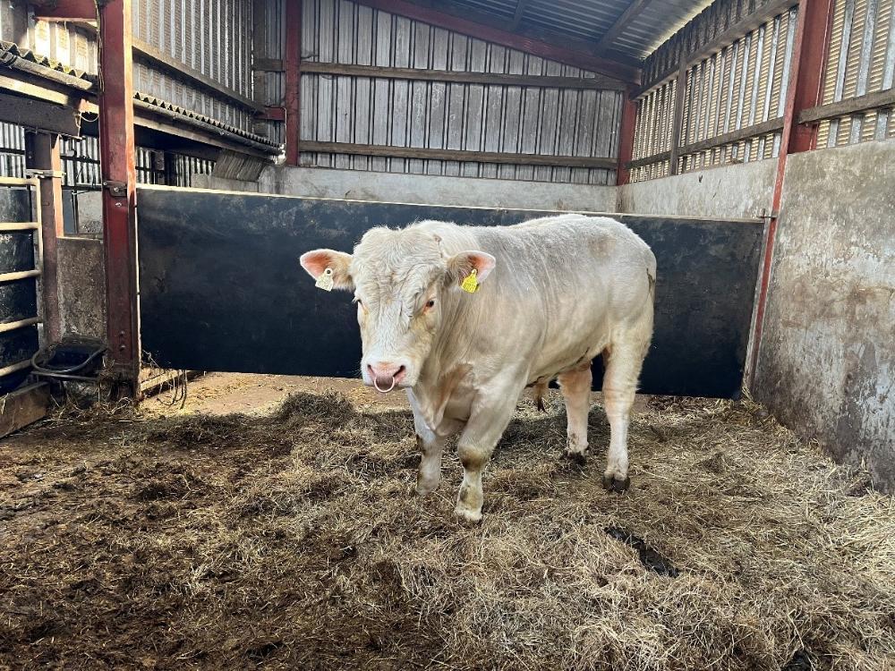 New Charolais stock bull