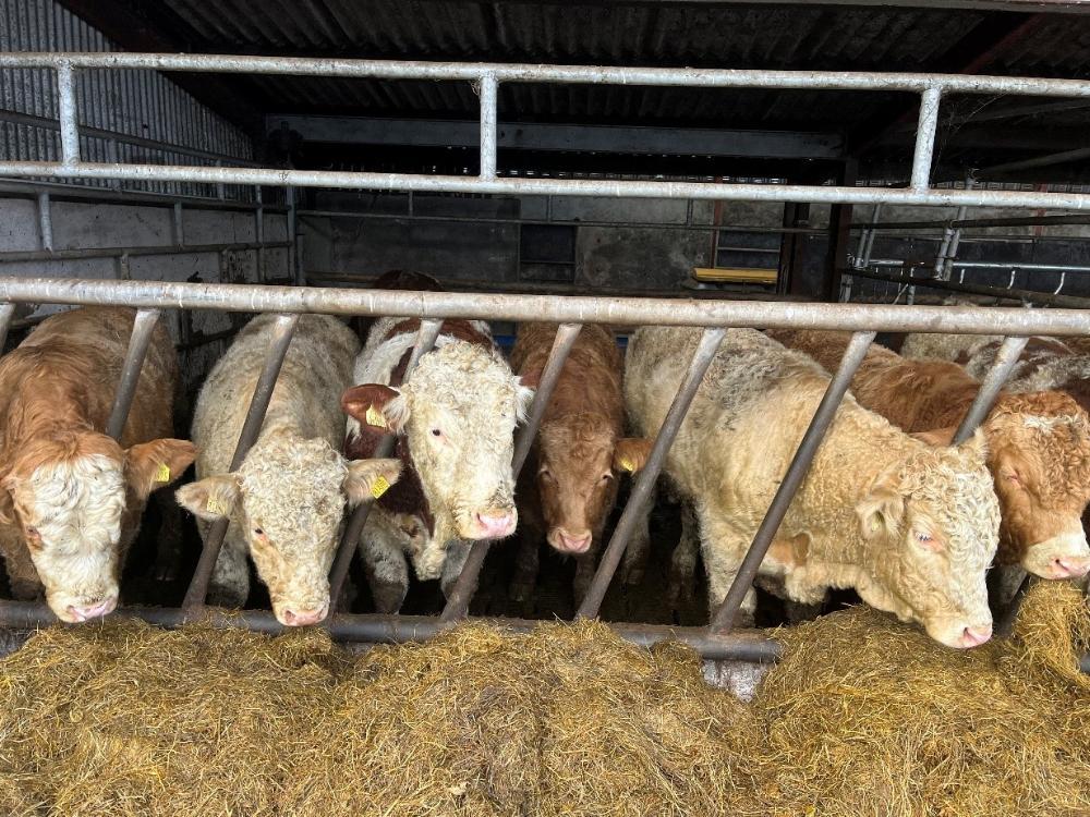 Finishing bulls