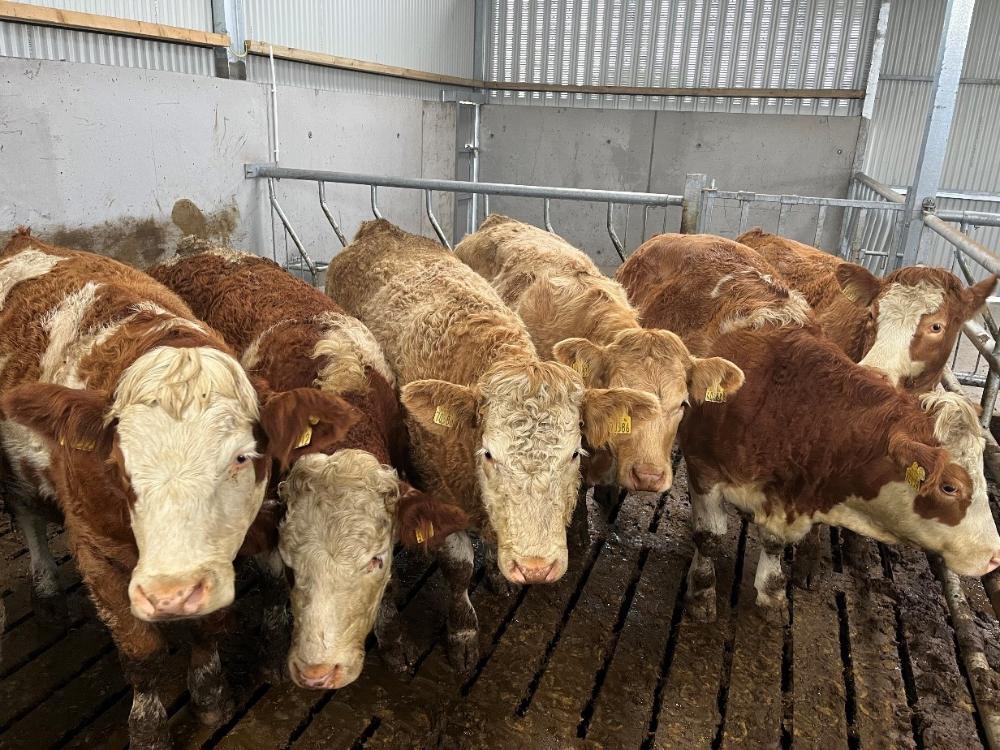 Pen of in calf heifers