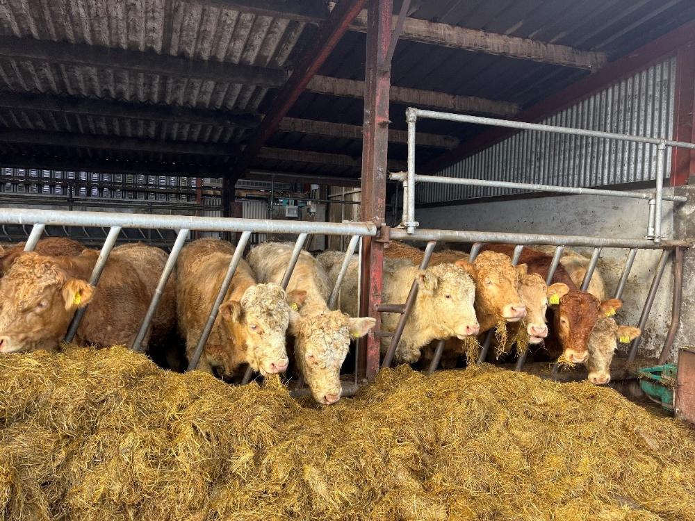 Weanling bulls eating silage