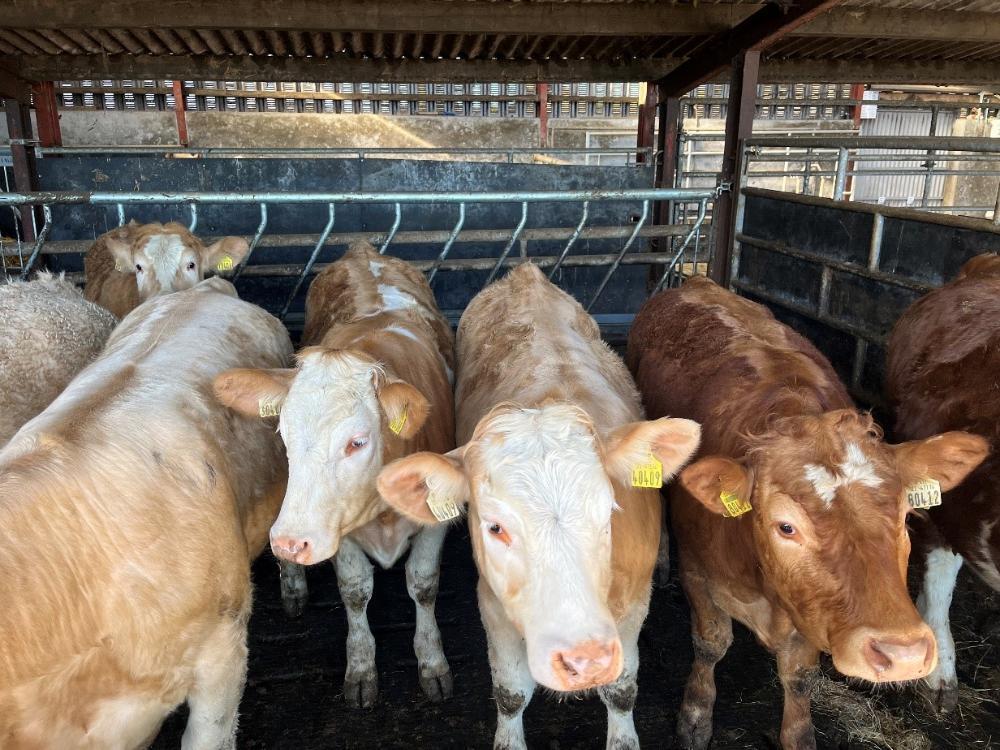 Heifers sold recently