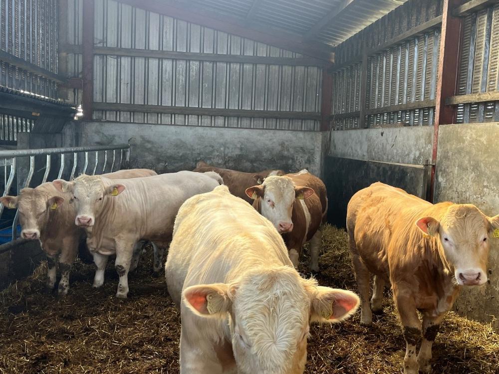 Finishing bulls on straw