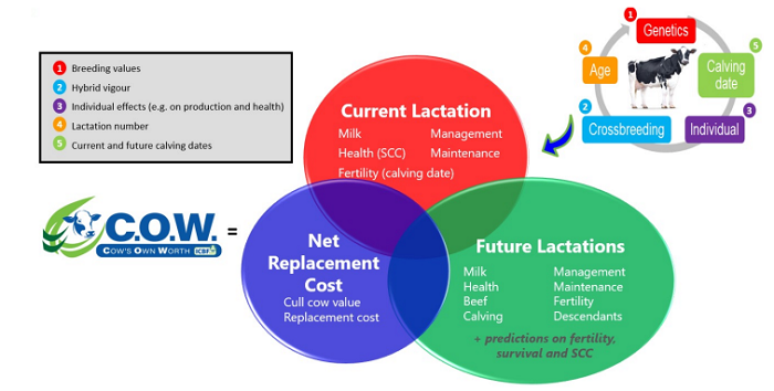 Graphic highlighting the components of COW