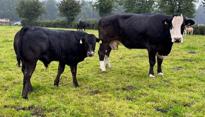 Building covers, breeding and weaning at Kildalton