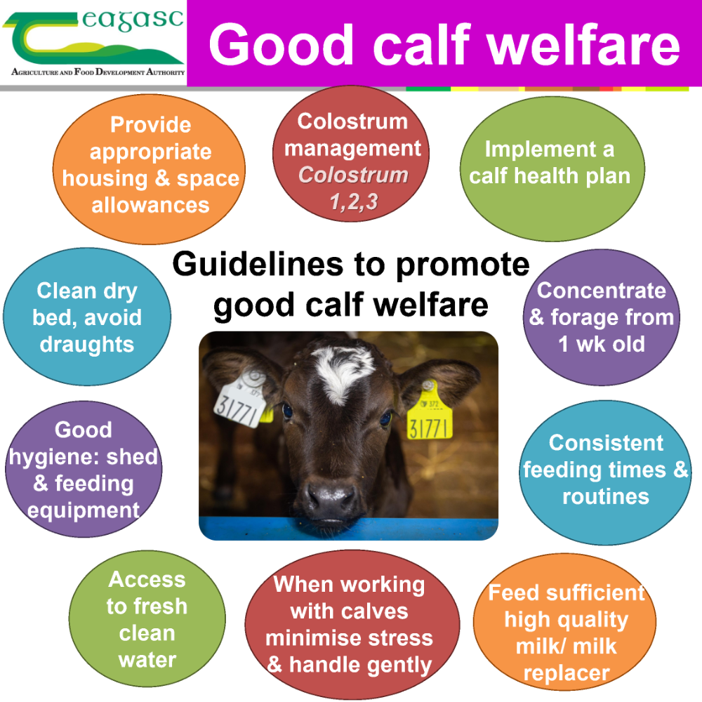 Calf Welfare