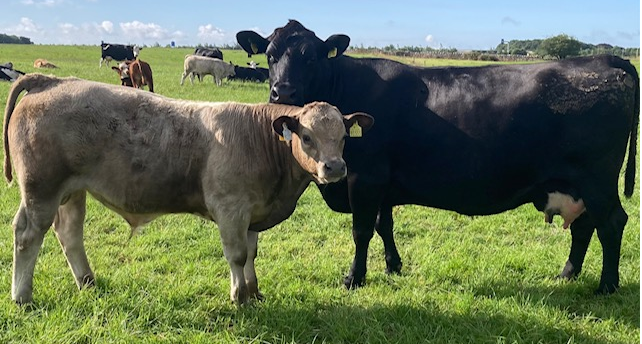Newford Cow & calf August 2022