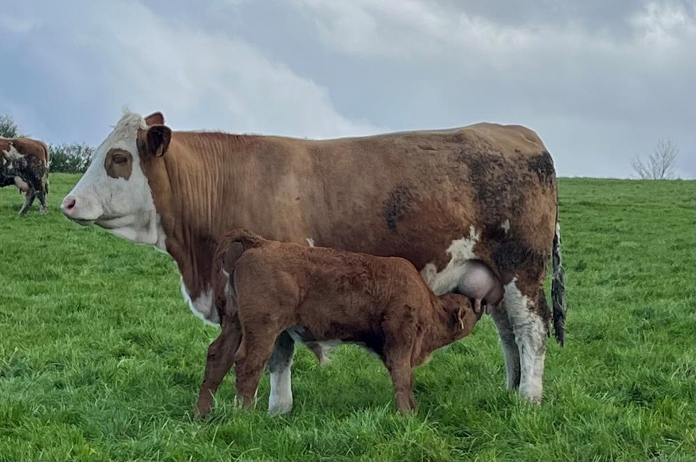 Calf suckling cow