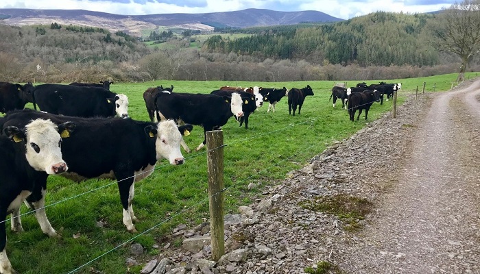 Teagasc Green Acres Financial Performance Year 3