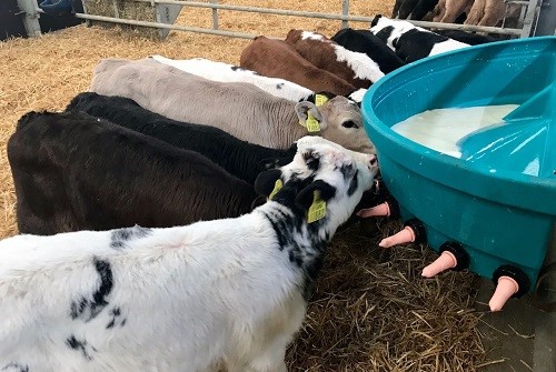 calf rearing
