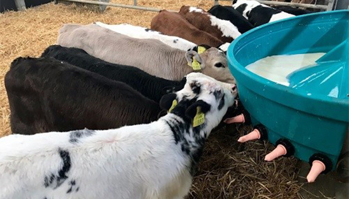 Breeding quality calves for repeat custom in Co. Meath