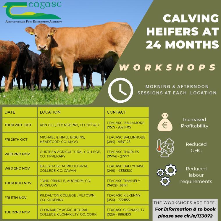 Calving a 24 months workshops pdf advert