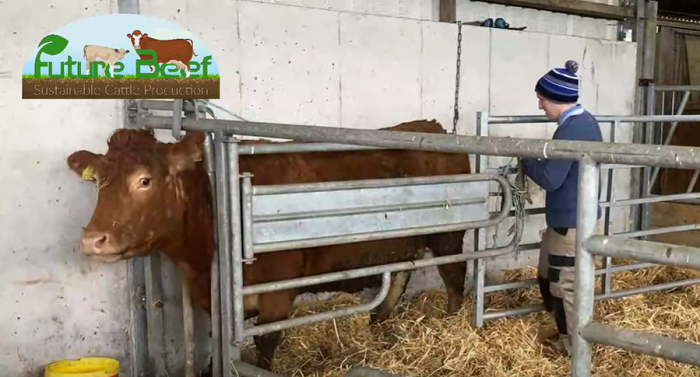 Calving facilities with Aonghusa Fahy, Future Beef farmer