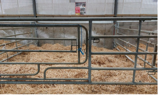 Calving pens disinfected and bedded prior to calving