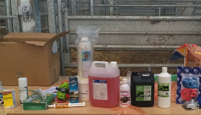 A step by step guide to calving the suckler cow and keeping the calf alive