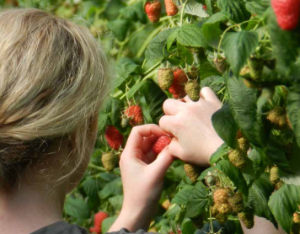 New Horticultural Apprenticeship Programme available