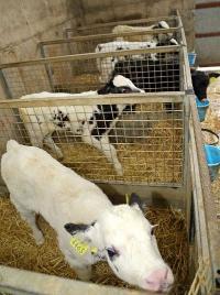 Calves in pens Dairy Beef