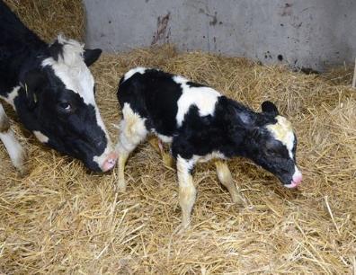 Newborn calf with cow 