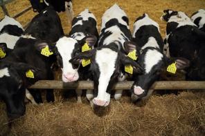Young calves in pen