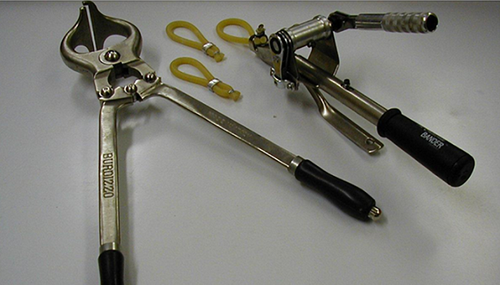Castration - Best Practice