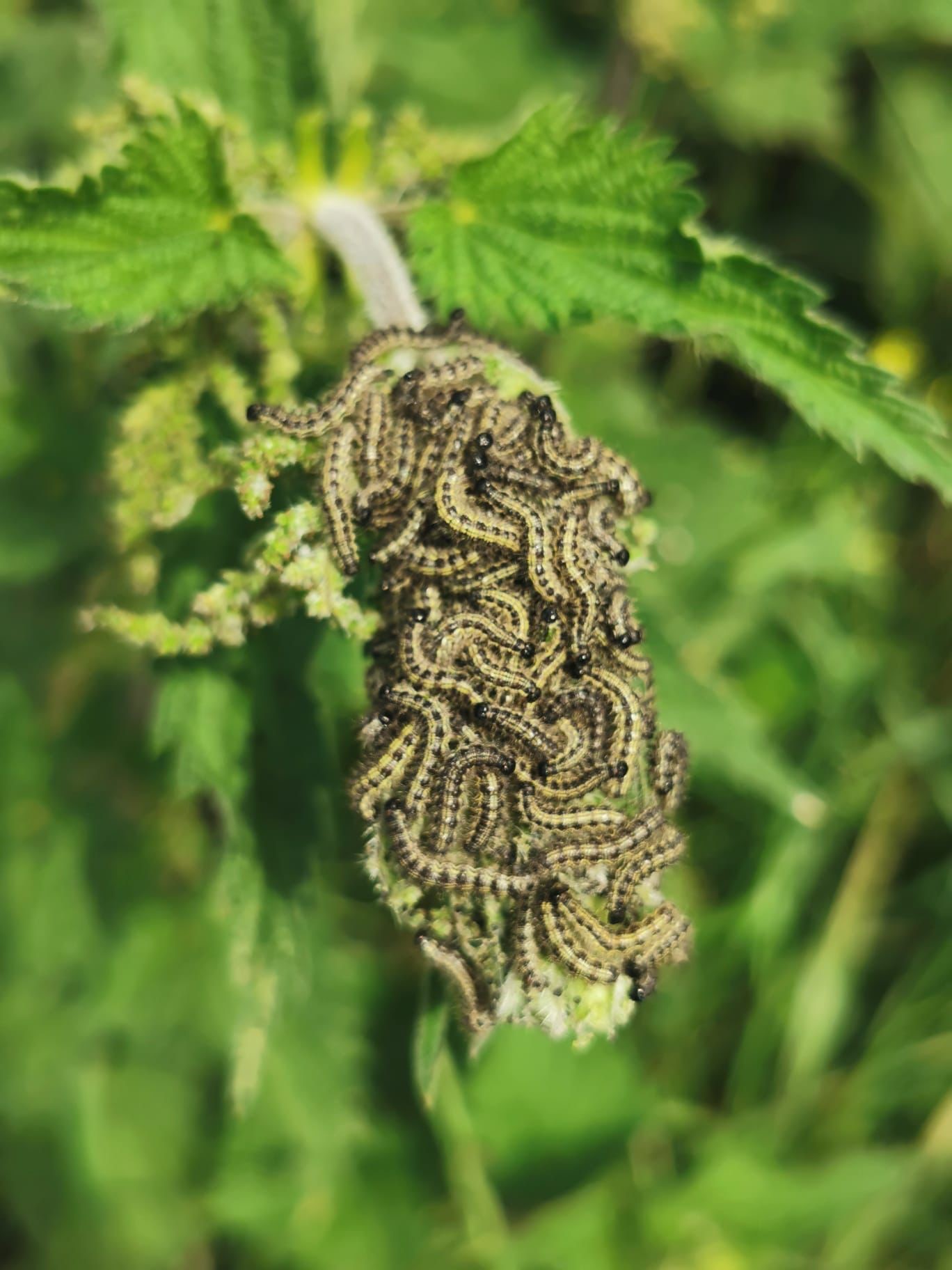 John Pringle Catepillars on Nettles