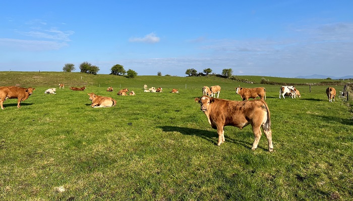 Changing calving period with Cathal Irwin, beef farmer, Co. Mayo