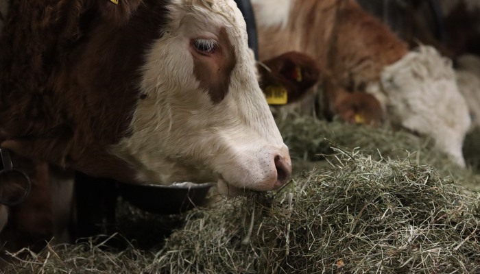Feed the animal not the Parasites!