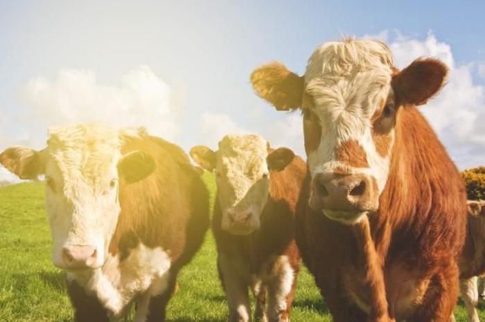 Cattle in field
