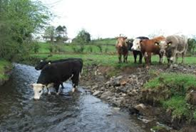 Cattle drinking in water