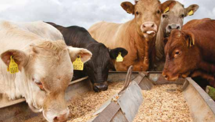 What should I look out for in concentrate feeds?