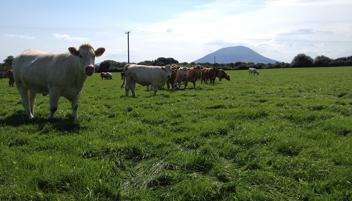 Rumen and methane - Research Update
