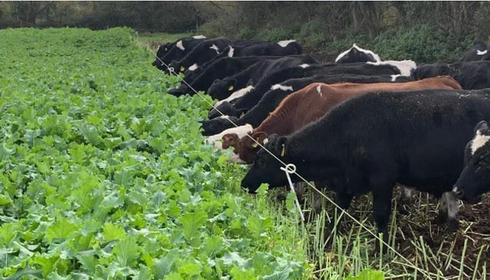 Irish beef in a global market
