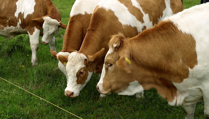 Cattle grazing semi natural grassland