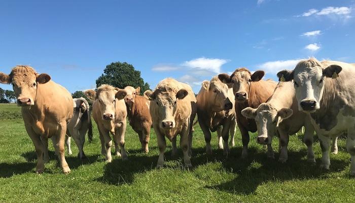 Bluetongue: What are the risks for Irish cattle farmers and what can we do about it?