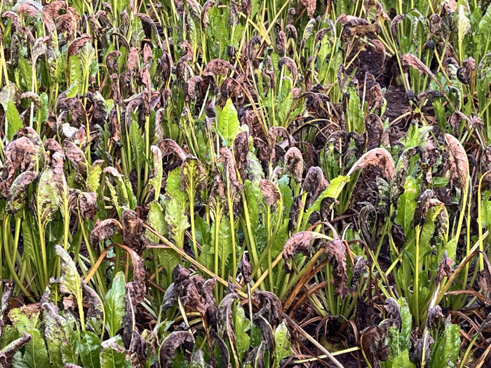 A good growing season for beet but Cercospora leaf spot causing leaf deterioration