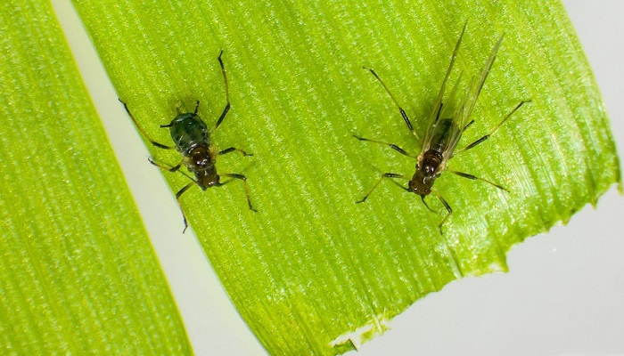 Improving Aphid control through enhanced monitoring and diagnostics