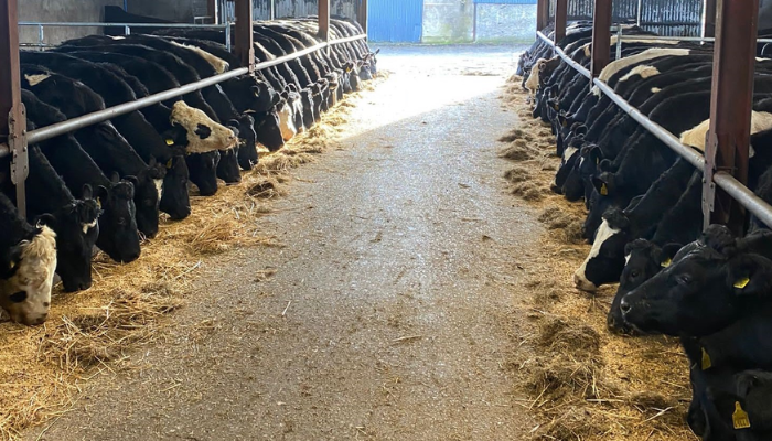 Charlie Smyth, DairyBeef 500 Farmer, Farm Update November 2022