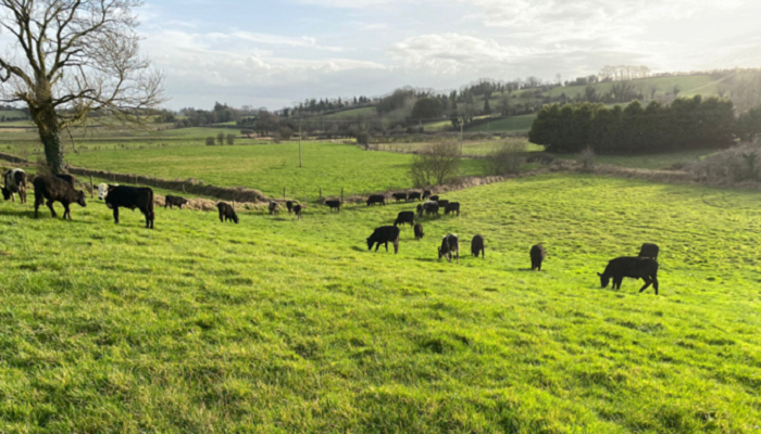 Heavier carcasses at younger ages a key win for dairy-beef producer