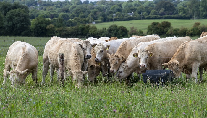 200 farmers wanted for earlier finishing research project