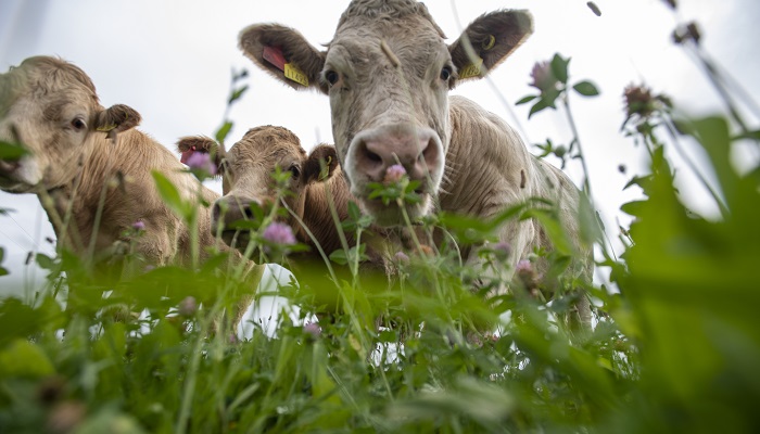 Refine your drafting skills at BEEF2024