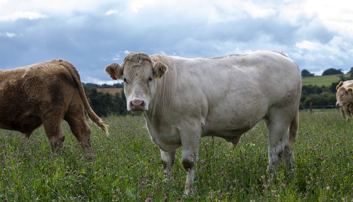 Beef cattle finishing age reductions have stalled