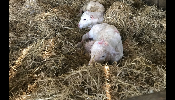 Grange Breeding research on cattle sexual development and twinning