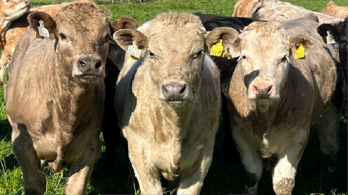 Cover image for Suckler weaning: 7 steps to reduce stress and protect calf performance article