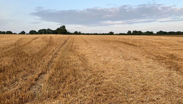 Cover image for Straw: to chop or not? Practical considerations for your farm article