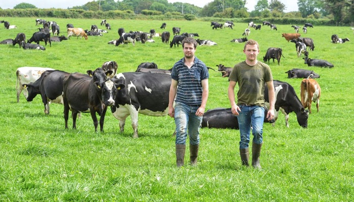 Teagasc Professional Diploma in Dairy Farm Management Open for Applications