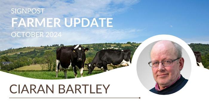 Ciaran Bartley: Nearing the finish with my 20-month steers