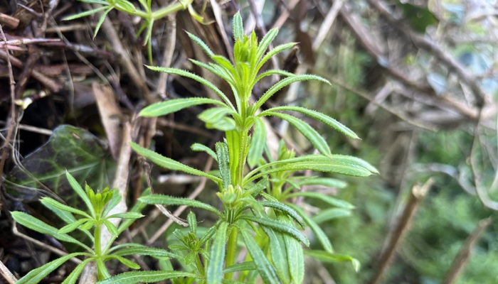 Growing Wild - Cleavers and Herb Robert