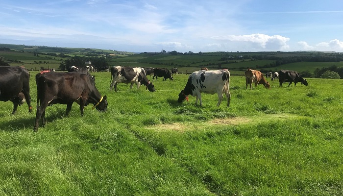 Incorporating white clover and protected urea into intensive grazing systems