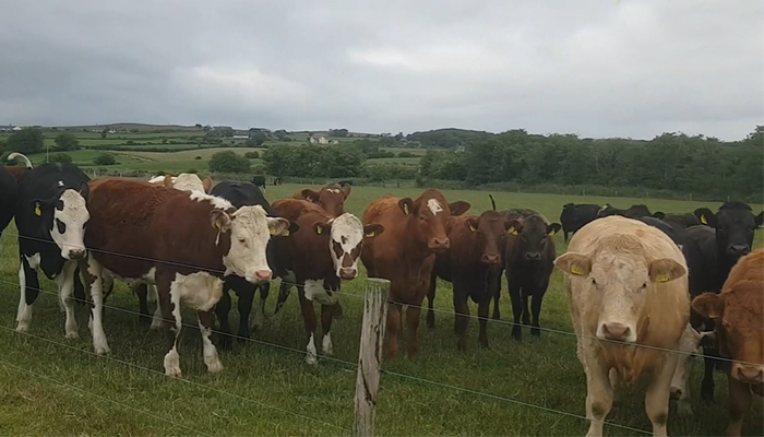 Clonakilty Agricultural College Drystock Unit Farm Update - Spring 2022